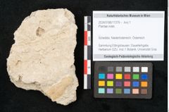 Foto (Objekt + Etikett) von Plantae indet.  (NHMW-GEO-2024-0188-11379)
